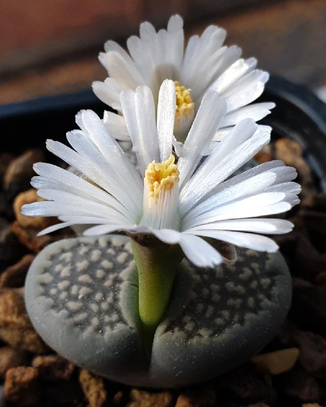 3_C353_Lithops_salicola.jpg